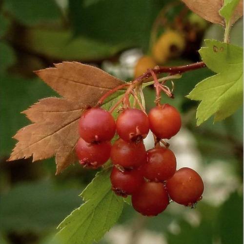Пересадка взрослого куста боярышника. Боярышник 12