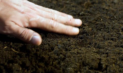 Чем удобрять боярышник. Посадка в открытый грунт