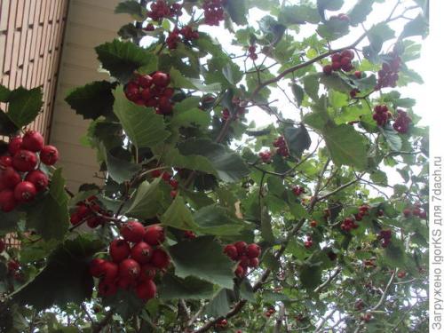 Боярышник в горшке. Как я вырастил боярышник из семян