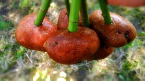 Как вырастить боярышник из семян 10