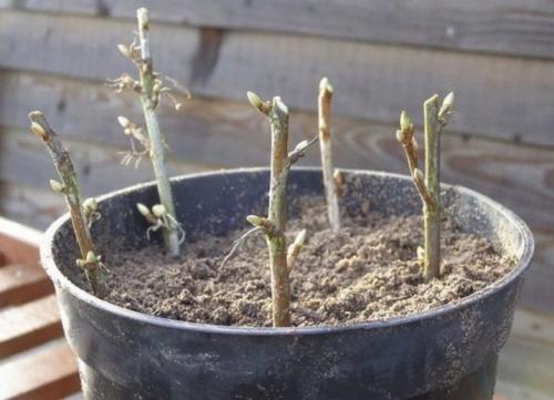 Как вырастить боярышник из семян 04