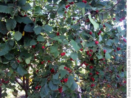 Боярышник в горшке. Как я вырастил боярышник из семян