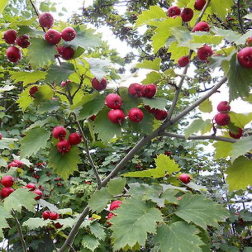 Пересадка боярышника осенью на новое место. Подготовка почвы и саженцев 12