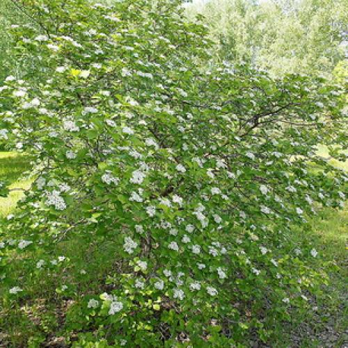 Пересадка боярышника осенью на новое место. Подготовка почвы и саженцев 09