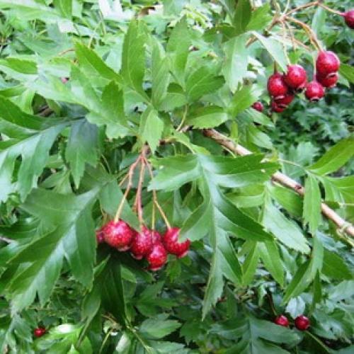 Пересадка боярышника осенью на новое место. Подготовка почвы и саженцев 06