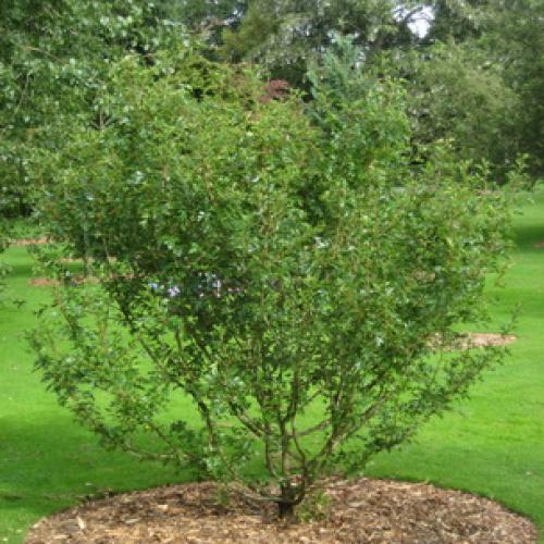 Пересадка боярышника осенью на новое место. Подготовка почвы и саженцев 07