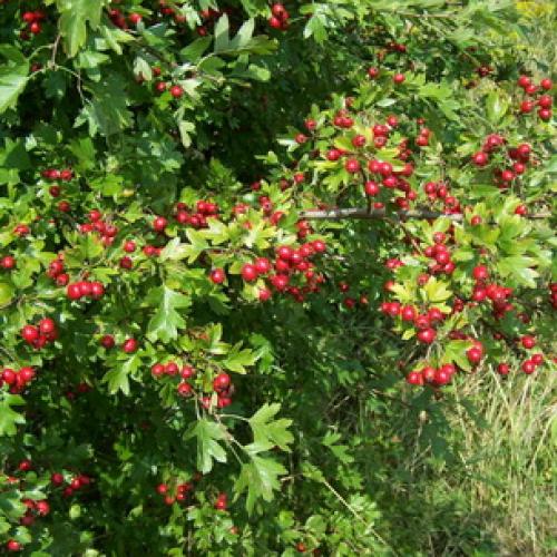 Пересадка боярышника осенью на новое место. Подготовка почвы и саженцев 05