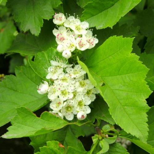 Пересадка боярышника осенью на новое место. Подготовка почвы и саженцев 10