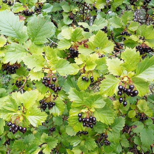 Пересадка боярышника осенью на новое место. Подготовка почвы и саженцев 08