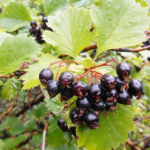 Пересадка боярышника осенью на новое место. Подготовка почвы и саженцев 11