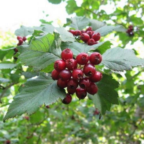 Пересадка боярышника осенью на новое место. Подготовка почвы и саженцев 04