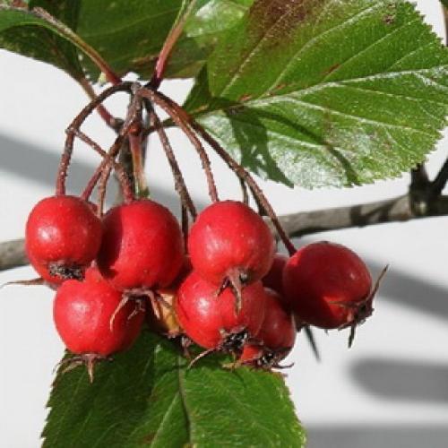 Пересадка боярышника осенью на новое место. Подготовка почвы и саженцев 13