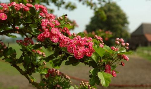 Чем удобрять БОЯРЫШНИК. Правила ухода и обрезки боярышника