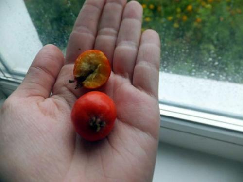 Посадка боярышника осенью. Посадка боярышника