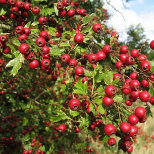 Пересадка боярышника осенью на новое место. Подготовка почвы и саженцев 03