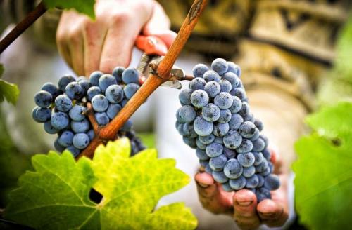 Сорт винограда северный ранний. Северный сладкий, описание сорта 03 Сорт винограда северный ранний. Северный сладкий, описание сорта 03