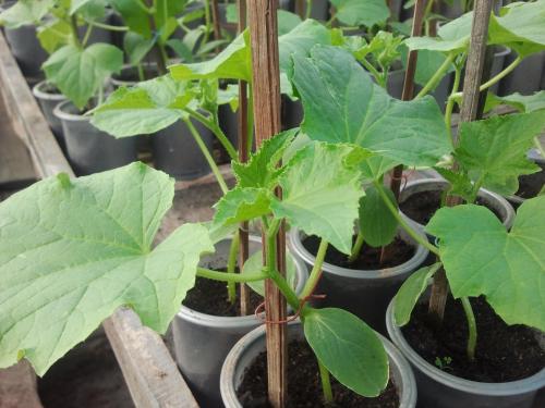 Мочевина для огурцов. Удобрение мочевина – цель применения