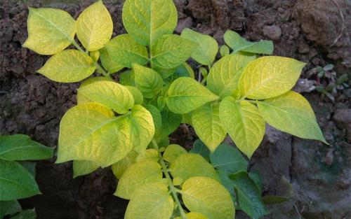 Мочевина удобрение. Мочевина (карбамид): удобрение, применение на огороде и саду