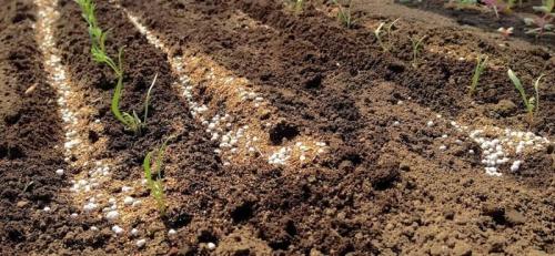 Мочевина удобрение. Мочевина (карбамид): удобрение, применение на огороде и саду