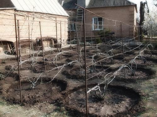 Виноград на даче. Секреты выращивания винограда на дачном участке