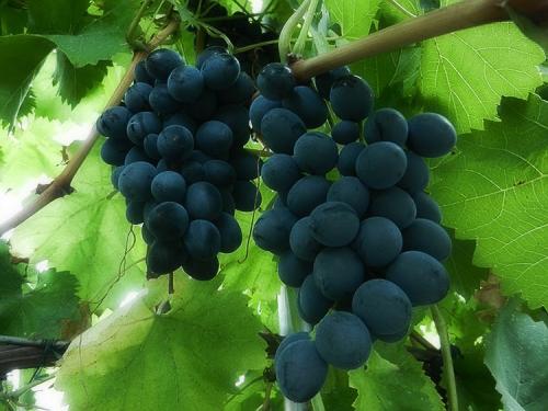 Виноград на даче. Секреты выращивания винограда на дачном участке