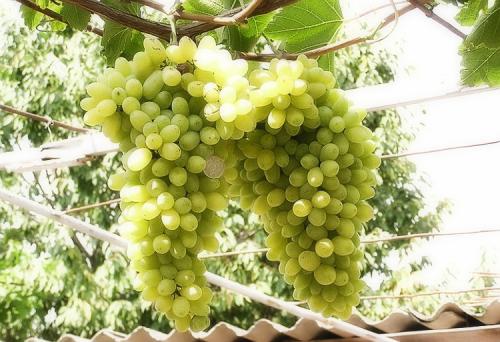 Виноград на даче. Секреты выращивания винограда на дачном участке