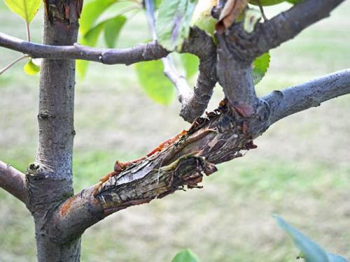 Засохли листья на яблоне. Как реанимировать дерево