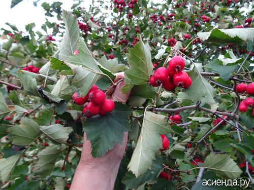 Прививка боярышника