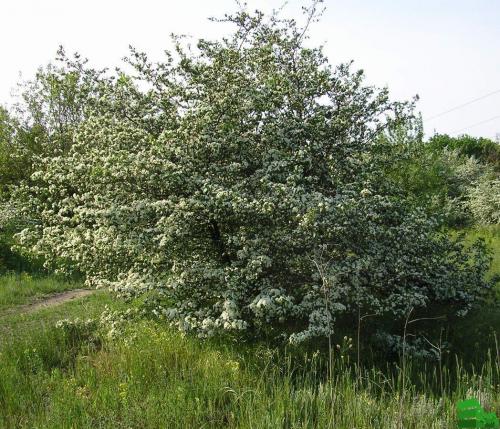 Как размножить боярышник для живой изгороди. Привычный обитатель наших мест боярышник