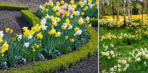 Когда сажать нарциссы в подмосковье. Когда и как сажать нарциссы осенью: пошаговая инструкция, сроки