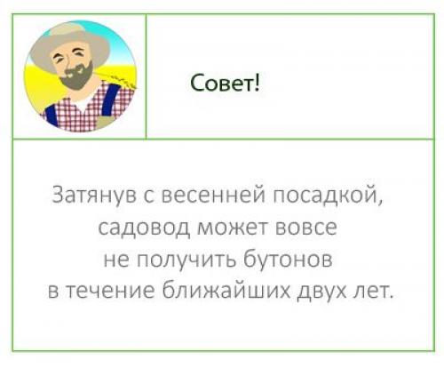 Когда сажать нарциссы в подмосковье. Когда и как сажать нарциссы осенью: пошаговая инструкция, сроки