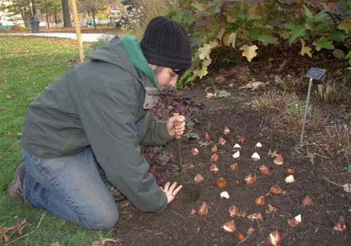 Посадка тюльпанов в августе. Сроки посадки