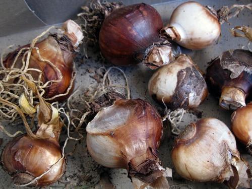 Когда сажать нарциссы в подмосковье. Когда и как сажать нарциссы осенью: пошаговая инструкция, сроки