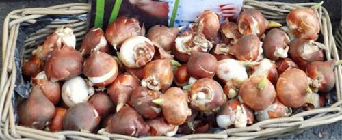 Посадка тюльпанов в августе. Сроки посадки