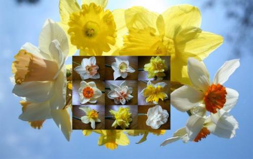 Когда сажать нарциссы в подмосковье. Когда и как сажать нарциссы осенью: пошаговая инструкция, сроки