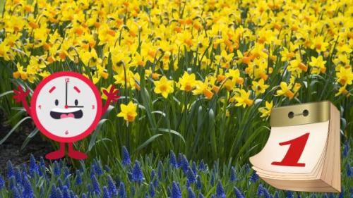 Когда сажать нарциссы в подмосковье. Когда и как сажать нарциссы осенью: пошаговая инструкция, сроки