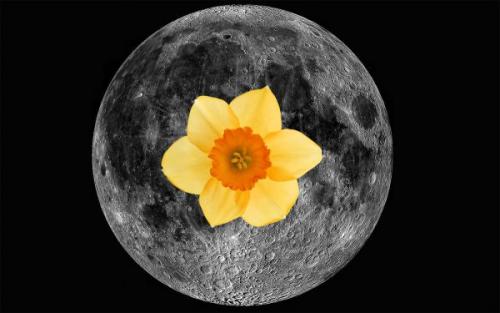 Когда сажать нарциссы в подмосковье. Когда и как сажать нарциссы осенью: пошаговая инструкция, сроки