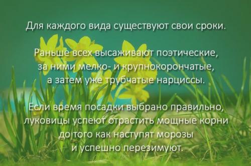 Когда сажать нарциссы в подмосковье. Когда и как сажать нарциссы осенью: пошаговая инструкция, сроки