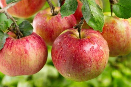 Маленькие яблоки сорт. Лучшие сорта яблок: фото, названия и описания (каталог)
