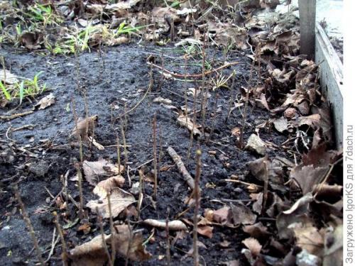 Боярышник в горшке. Как я вырастил боярышник из семян