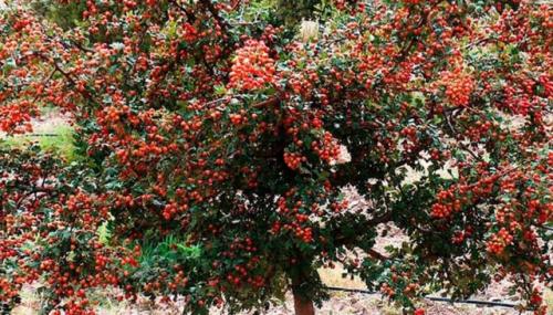 Как размножить боярышник. Как размножается боярышник