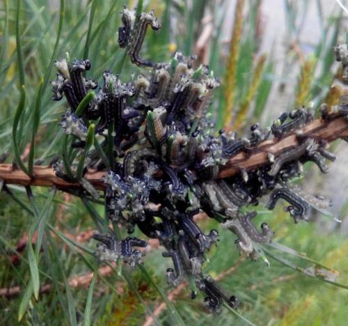 Какие насекомые и паразиты представляют угрозу для хвойных деревьев в преддверии зимы. В чем состоит вред пилильщика