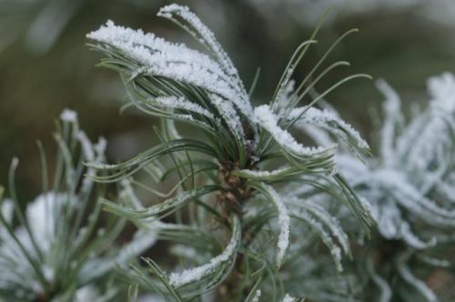 Какие виды хвойных деревьев наиболее устойчивы к зимним погодным условиям. «Гвозди» зимнего сезона. Какие хвойные деревья будут украшать сад всю зиму?