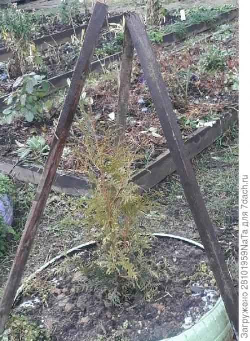 Как можно предотвратить повреждение молодых хвойных на зиму