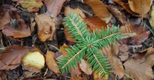 Подготовьте свой хвойный сад к осени: 6 этапов ухода 04 Подготовьте свой хвойный сад к осени: 6 этапов ухода 04