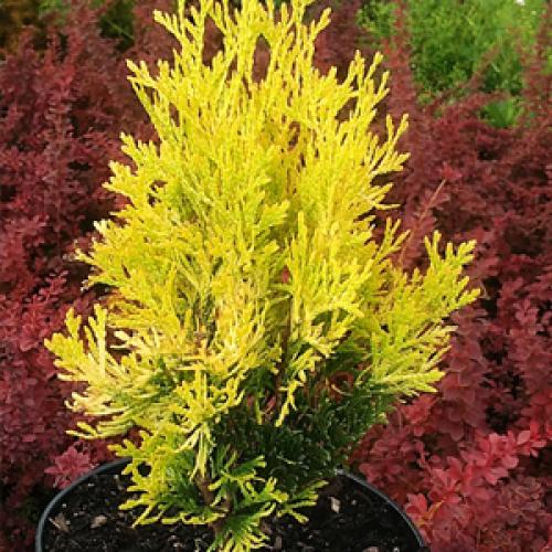 Зачем нужно укрывать туи на зиму