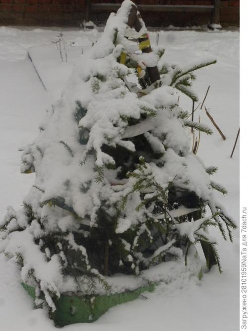 Какие материалы можно использовать для укрытия молодых хвойных на зиму. Лапник для укрытия молодых хвойных и декоративных кустарников