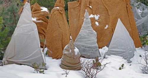 Хвойные деревья против сибирской зимы: как выжить в суровых условиях 04