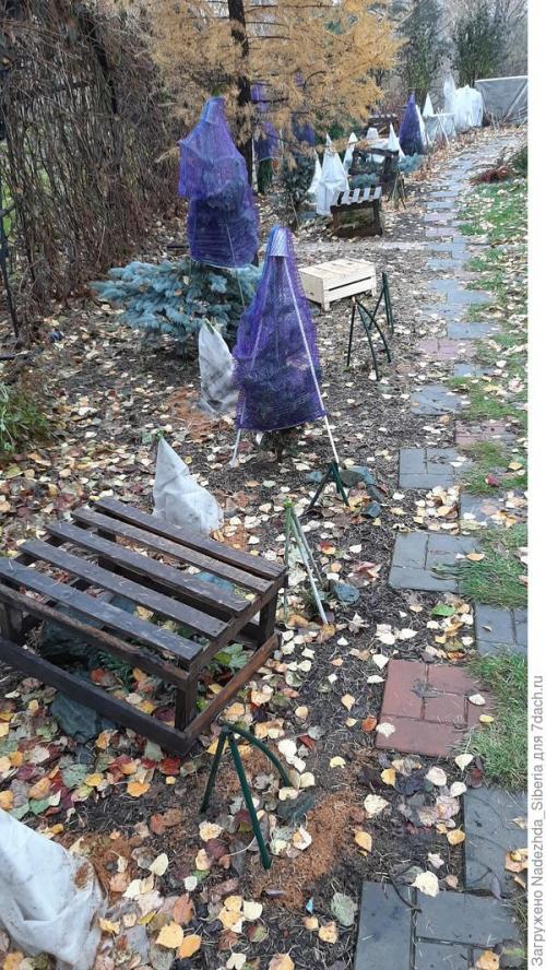 Как предотвратить повреждения хвойных деревьев от снежных нагрузок. Варианты защиты сада от снеговых разломов