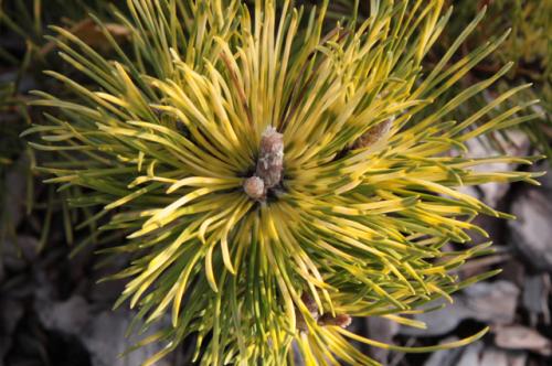 Какие виды хвойных деревьев наиболее устойчивы к зимним погодным условиям. «Гвозди» зимнего сезона. Какие хвойные деревья будут украшать сад всю зиму?